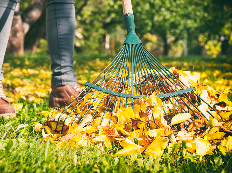 autumn leaves